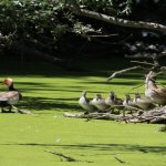 Parassitismo intraspecifico (pulcini di germano reale fra quelli di Fistione turco)